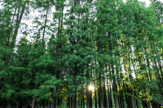 阳光透过杉树林