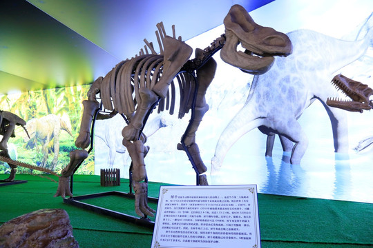 犀牛头骨化石