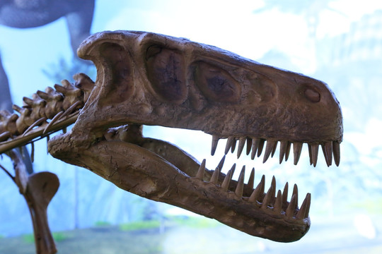 迅猛龙头骨化石 恐龙化石