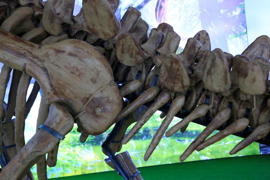 剑龙化石骨架 恐龙化石