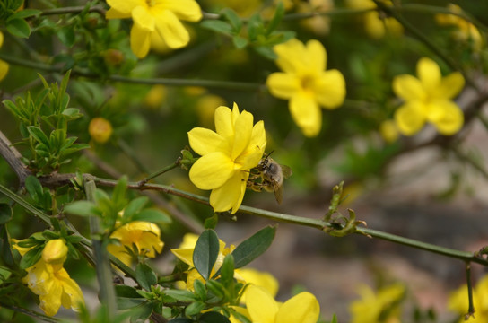 迎春花蜜蜂