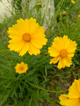 黄色菊花群