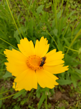 小邹菊