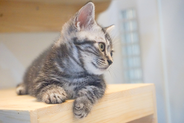 宠物猫 宠物摄影 宠物市场