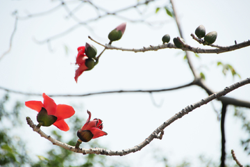 木棉花