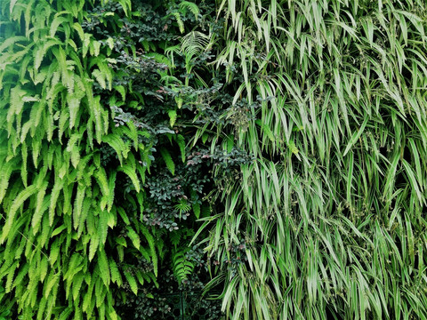 绿植墙 绿植物 绿叶 植物