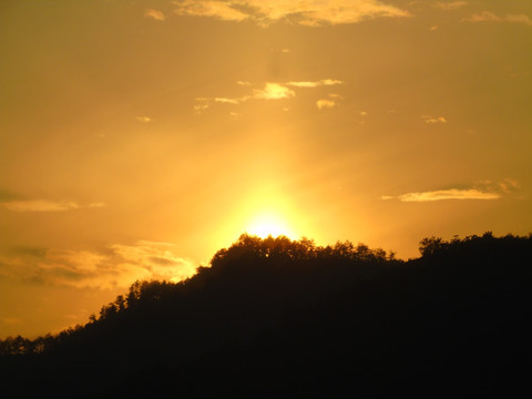 夕阳红