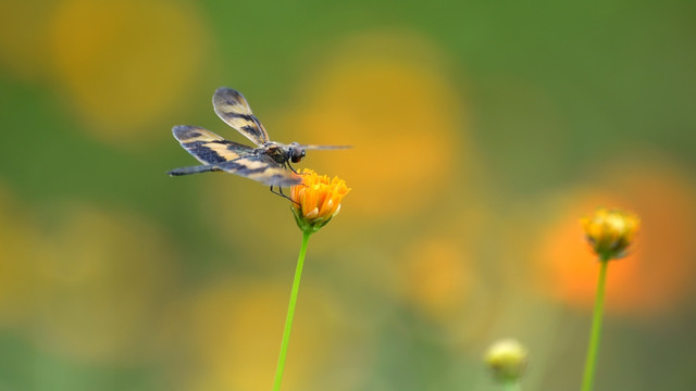 蝴蝶蜻蜓