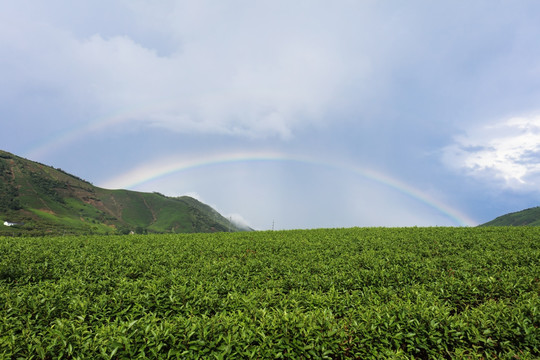 浙江安吉白茶茶园茶山