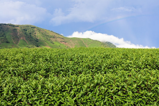 浙江安吉白茶茶园茶山