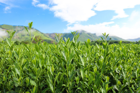 浙江安吉白茶茶园茶山