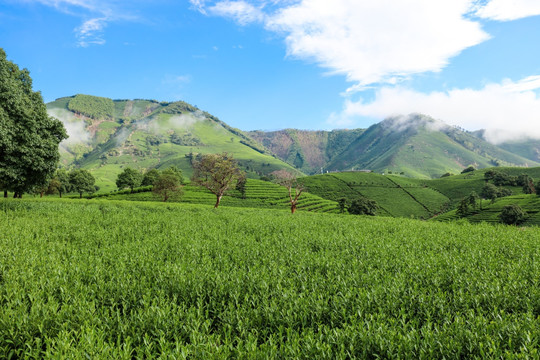 浙江安吉白茶茶园茶山