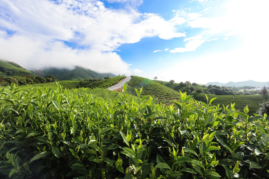 浙江安吉茶场茶山