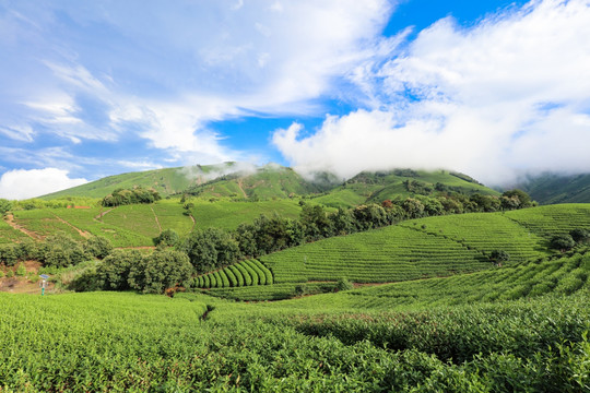 浙江安吉白茶茶园茶山