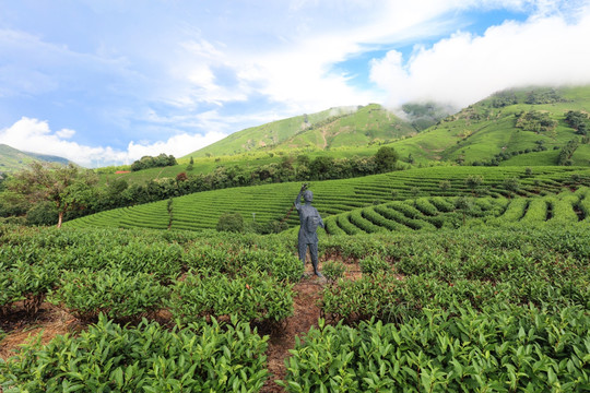 安吉白茶茶园