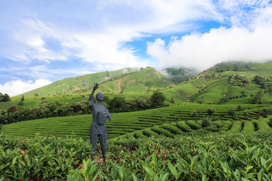 浙江安吉白茶茶园茶山