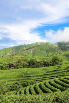 浙江安吉 白茶 茶园 茶山 茶