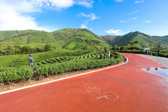 浙江安吉白茶园茶山