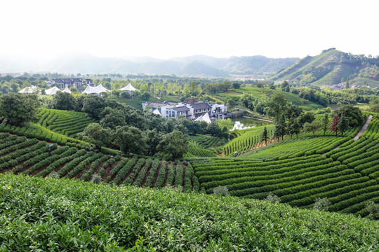 浙江安吉白茶园茶山