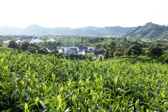 浙江安吉茶叶茶山茶场