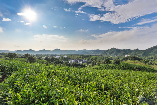 浙江安吉白茶种植茶山