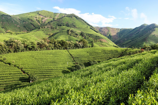 浙江安吉茶叶茶山茶场