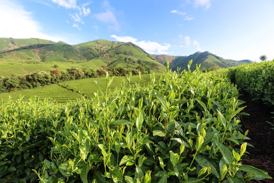 浙江安吉白茶种植茶山