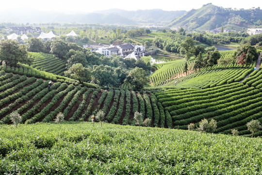 浙江安吉茶场茶山
