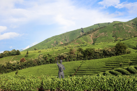 浙江安吉茶场茶山