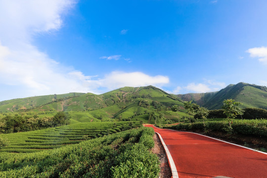 浙江安吉茶场茶山