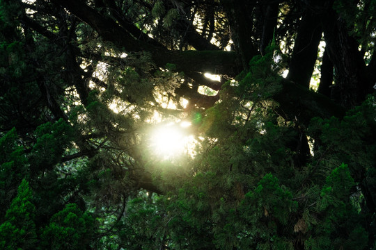 阳光透过柏树丛