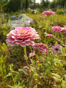 百日菊
