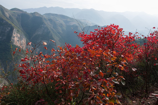巫山黄岩景区红叶