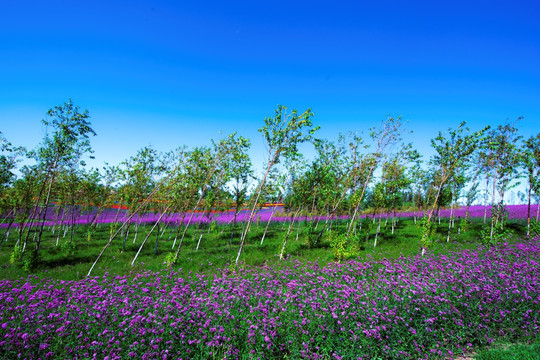 绿树林 花海