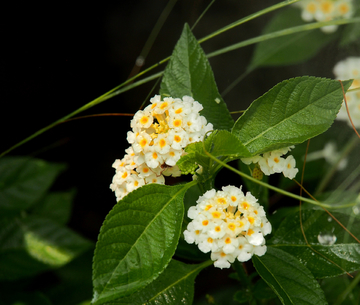 野花 白花绿叶 唯美植物