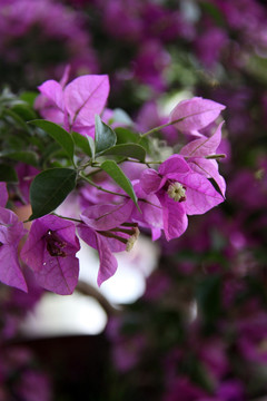 紫色花盆景