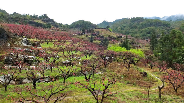 桃花山