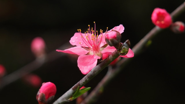 桃花