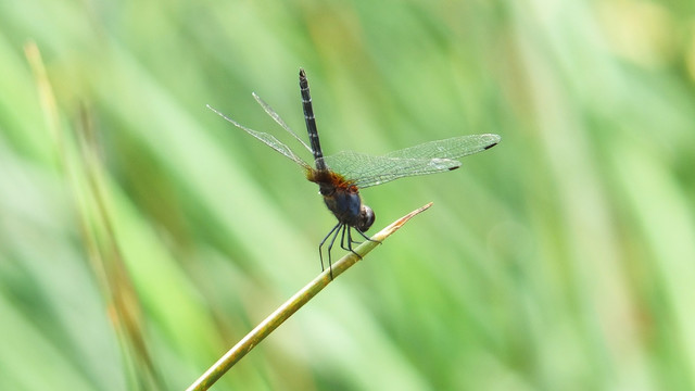 蜻蜓