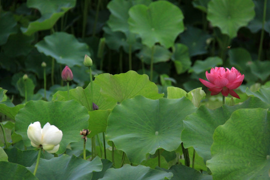 高清荷花