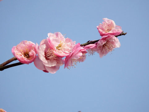 早春桃花
