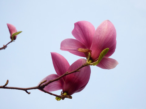 玉兰花