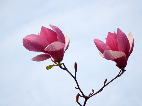 玉兰花