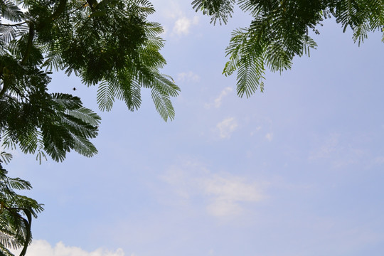 凤凰树叶背景图