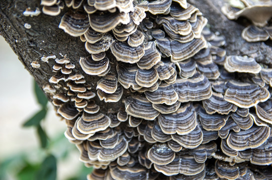 树上的野生蘑菇菌类