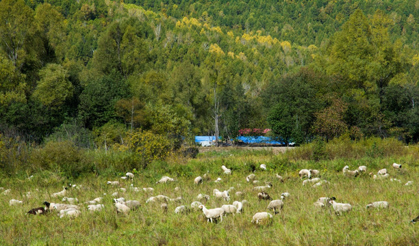 山林里吃草的羊群
