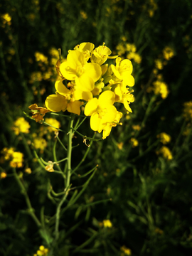 油菜花