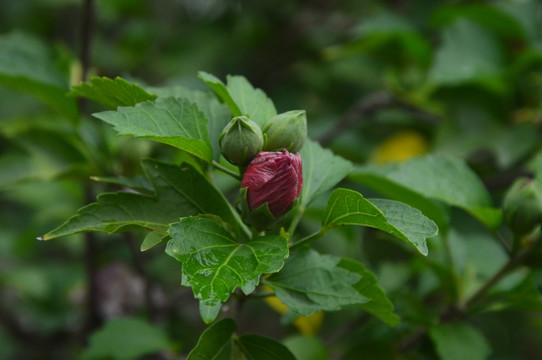 木槿花