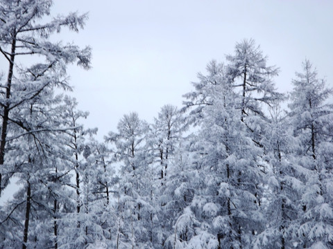 大兴安岭森林雪景