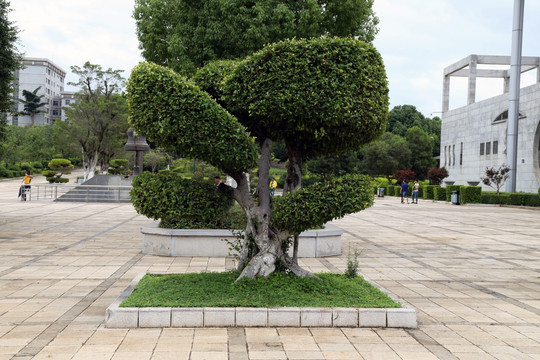 景观树